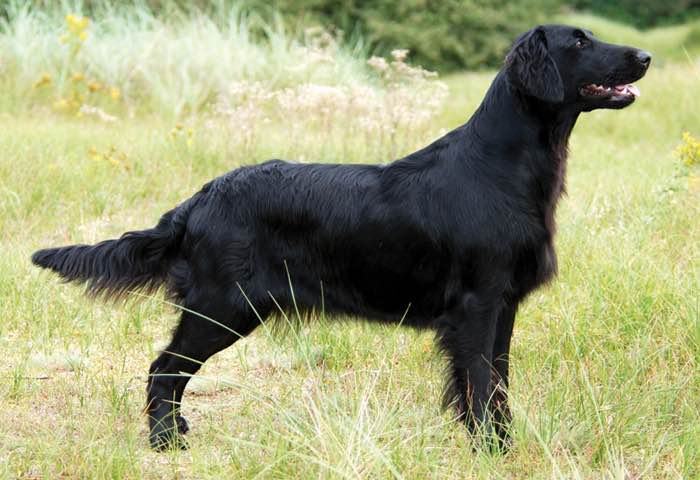 Due north 2025 flat coated retrievers